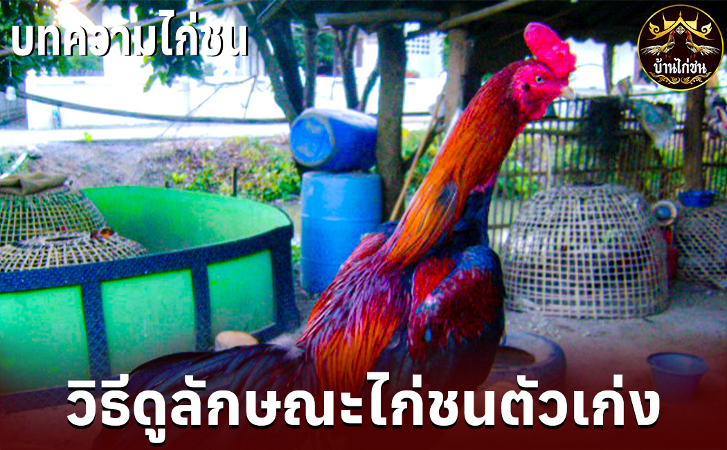 วิธีดูลักษณะไก่ชนตัวเก่ง