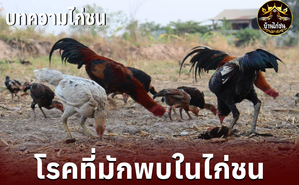 โรคที่มักพบในไก่ชน